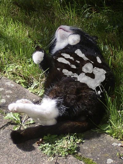 Bild einer schlafenden Katze mit der Hand Sarumans