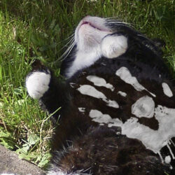 Image of sleeping cat with superimposed hand of Saruman