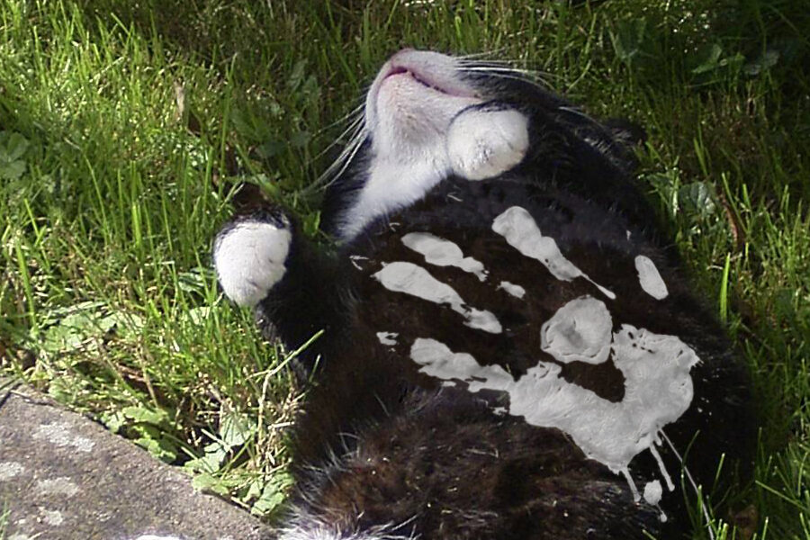 Image of sleeping cat with superimposed hand of Saruman